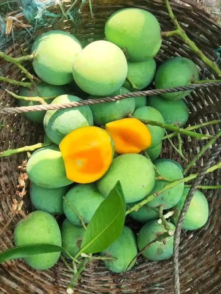 1778175761172 হিমসাগর আম 42 কেজি - Image 1